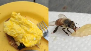 Estaba comiendo, una abeja se metió en su plato y ahora son amigos: "Es re mansita"